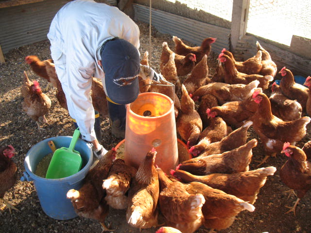 ブログ むしゃなび 壮瞥町たつかーむ 働きあい 生きあい 養鶏場 美味しい卵を産んでね