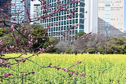 ハンドメイド❣️菜の花畑、春のフラワーアレンジ❁⃘*.゜