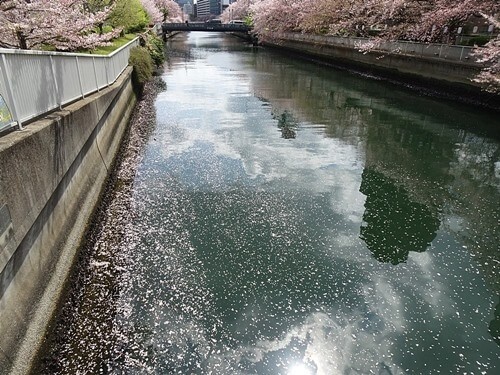 ナカチャン【袋帯】写真映え抜群◎淡色ぼかしの花筏 今年の桜（7）・・・花筏を見に行く（2） | 心の伊達市民 第一号