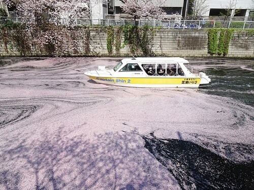 今年の桜（7）・・・花筏を見に行く（2） | 心の伊達市民 第一号