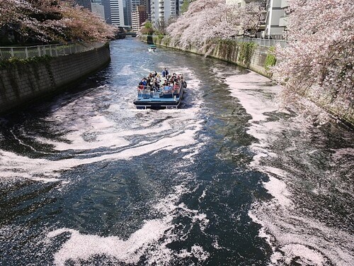 今年の桜（7）・・・花筏を見に行く（2） | 心の伊達市民 第一号