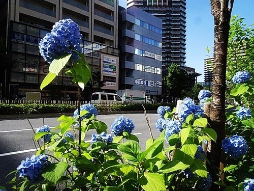 中央区のアジサイの花 | 観光・体験 | 心の伊達市民 第一号 | 北海道洞爺湖周辺の情報共有サイト「むしゃなび」