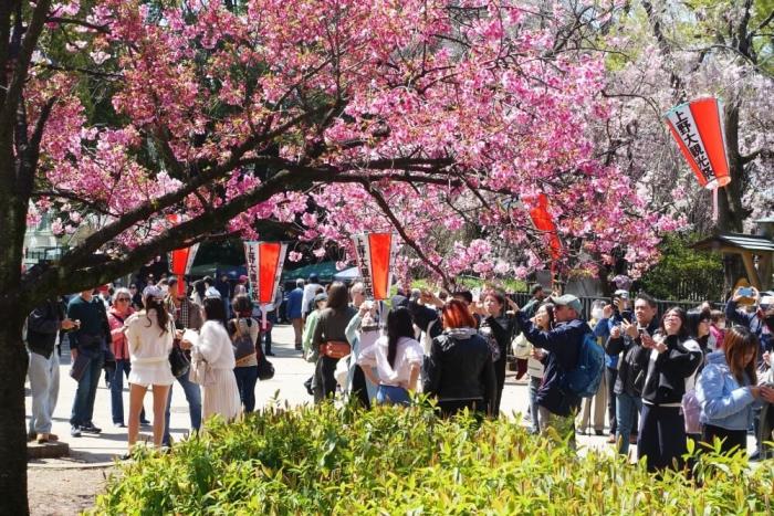 写真で見る東京」（88）上野公園の満開桜 | 心の伊達市民 第一号