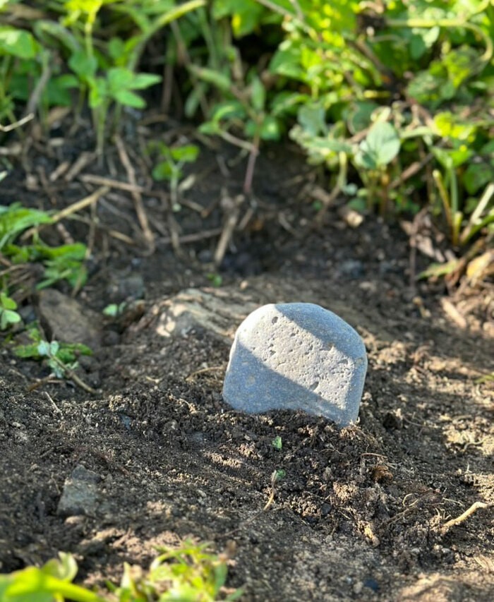 サンショウウオのお墓